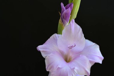Siyah arka planda mor gladiolus çiçekleri.