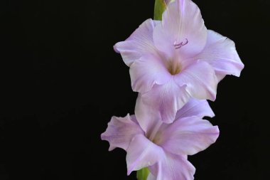 Siyah arka planda mor gladiolus çiçekleri.