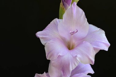 Siyah arka planda mor gladiolus çiçekleri.