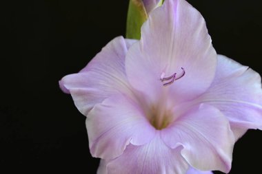 Siyah arka planda mor gladiolus çiçekleri.