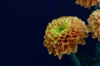 Koyu siyah bir arka planda canlı ve parlak sarı bir çiçek.