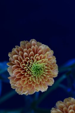 Koyu siyah bir arka planda canlı ve parlak sarı bir çiçek.