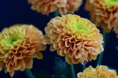 Koyu siyah bir arka planda canlı ve parlak sarı bir çiçek.