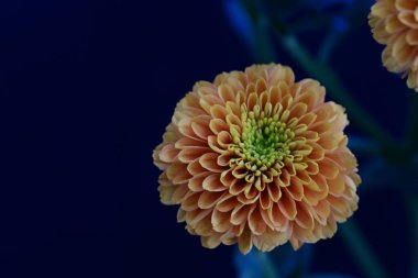 Koyu siyah bir arka planda canlı ve parlak sarı bir çiçek.