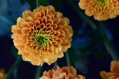 Koyu siyah bir arka planda canlı ve parlak sarı bir çiçek.