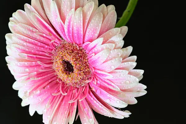 Pembe gerbera yaprakları. çiçek siyah arkaplanda 
