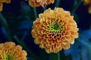 Koyu siyah bir arka planda canlı ve parlak sarı bir çiçek.