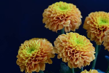 Koyu siyah bir arka planda canlı ve parlak sarı bir çiçek.