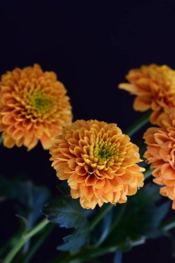 Koyu siyah bir arka planda canlı ve parlak sarı bir çiçek.