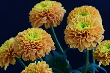 Koyu siyah bir arka planda canlı ve parlak sarı bir çiçek.