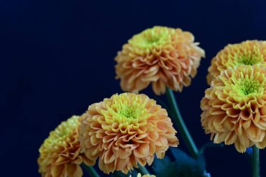 Koyu siyah bir arka planda canlı ve parlak sarı bir çiçek.