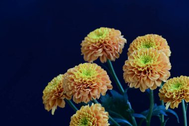 Koyu siyah bir arka planda canlı ve parlak sarı bir çiçek.