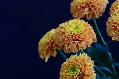 Koyu siyah bir arka planda canlı ve parlak sarı bir çiçek.