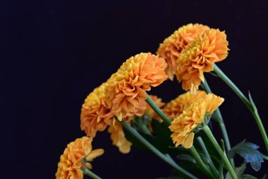 Koyu siyah bir arka planda canlı ve parlak sarı bir çiçek.