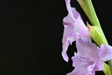 Eflatun gladiolus çiçekleri çarpıcı bir siyah arkaplan karşısında güzel bir şekilde düzenlenir çarpıcı bir görsel karşıtlık yaratır.