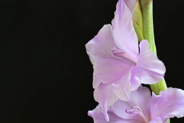 Eflatun gladiolus çiçekleri çarpıcı bir siyah arkaplan karşısında güzel bir şekilde düzenlenir çarpıcı bir görsel karşıtlık yaratır.