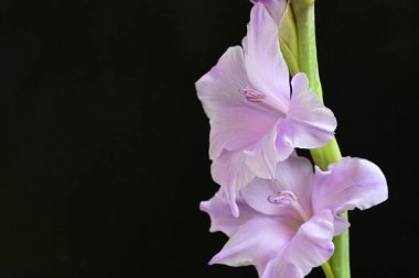 Siyah arka planda mor gladiolus çiçekleri.