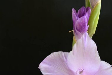 Eflatun gladiolus çiçekleri çarpıcı bir siyah arkaplan karşısında güzel bir şekilde düzenlenir çarpıcı bir görsel karşıtlık yaratır.