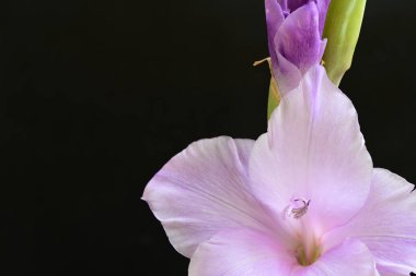 Siyah arka planda mor gladiolus çiçekleri.