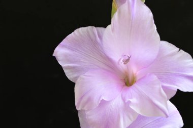 güzel mor gladiolus çiçekleri siyah arkaplanda 