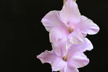 Siyah arka planda mor gladiolus çiçekleri.