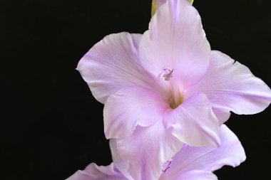 güzel mor gladiolus çiçekleri siyah arkaplanda 