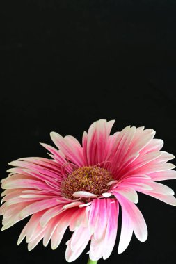 güzel pembe çiçek siyah arkaplanda 