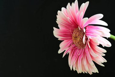 güzel pembe çiçek siyah arkaplanda 