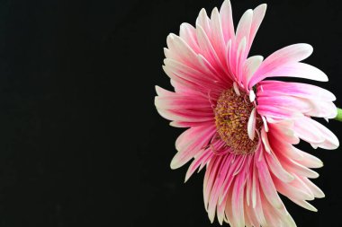 güzel pembe çiçek siyah arkaplanda 