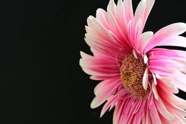 güzel pembe çiçek siyah arkaplanda 
