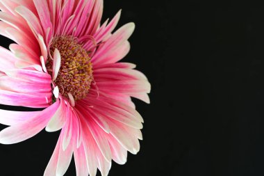 güzel pembe çiçek siyah arkaplanda 