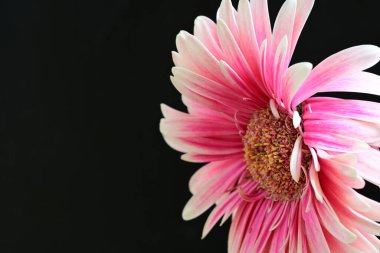 güzel pembe çiçek siyah arkaplanda 
