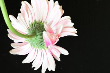 güzel pembe çiçek siyah arkaplanda 