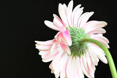 güzel pembe çiçek siyah arkaplanda 