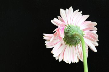 güzel pembe çiçek siyah arkaplanda 