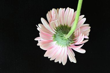 güzel pembe çiçek siyah arkaplanda 