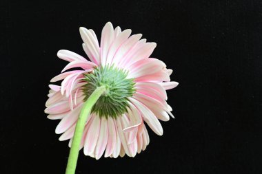 güzel pembe çiçek siyah arkaplanda 