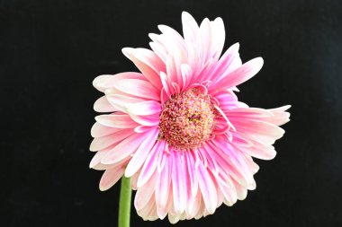 güzel pembe çiçek siyah arkaplanda 