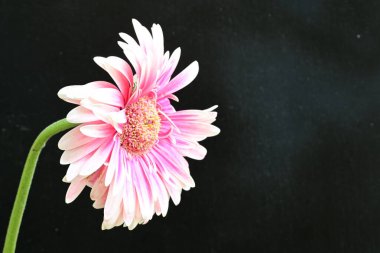 güzel pembe çiçek siyah arkaplanda 