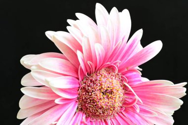 güzel pembe çiçek siyah arkaplanda 