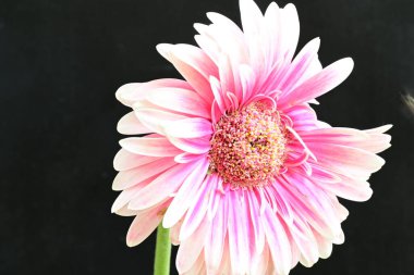 güzel pembe çiçek siyah arkaplanda 