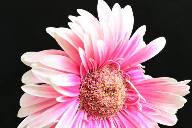 güzel pembe çiçek siyah arkaplanda 