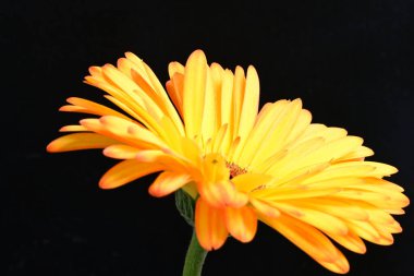 Siyah arka planda parlak sarı gerbera çiçeği 