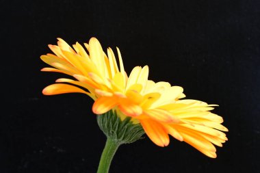 Siyah arka planda parlak sarı gerbera çiçeği 