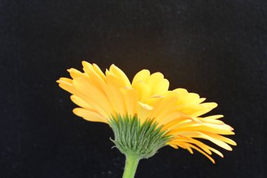 Siyah arka planda parlak sarı gerbera çiçeği 