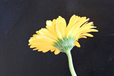 Siyah arka planda parlak sarı gerbera çiçeği 