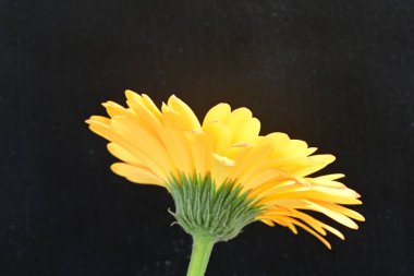 Siyah arka planda parlak sarı gerbera çiçeği 