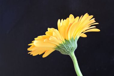 Siyah arka planda parlak sarı gerbera çiçeği 