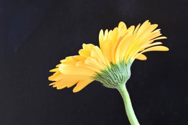 Siyah arka planda parlak sarı gerbera çiçeği 