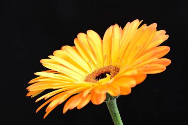 Siyah arka planda parlak sarı gerbera çiçeği 